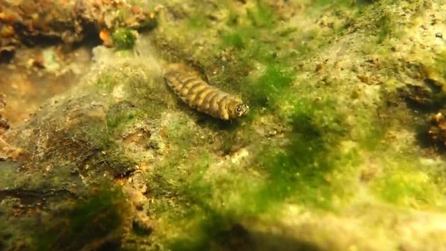 A Trichoptera been water quality indicators
