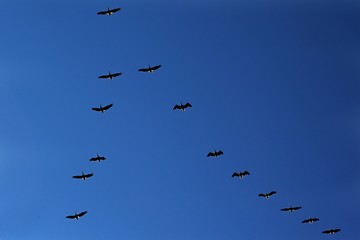 Flying birds in the sky
