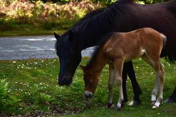 Naklejka premium Foal and Pony New Forest National Park Hampshire England UK
