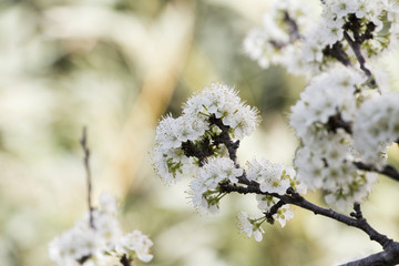 plum flowers in spring, cherry blossoms