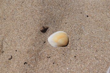 Shell on the beach