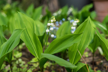 Fototapeta premium Spring is in the air, lily of the valley