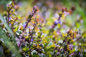 Colorfull may field