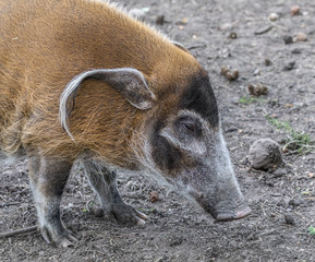 Red river hog