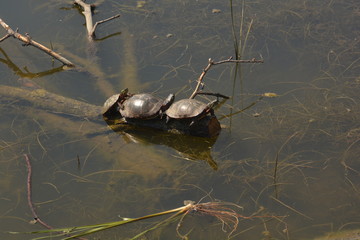 Three Baby Turtles