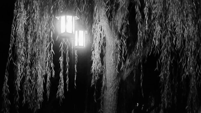 willow tree & street lights at quiet night.black & white style.