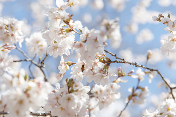 spring cherry blossom New York