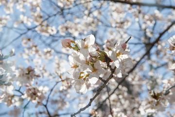 spring cherry blossom New York