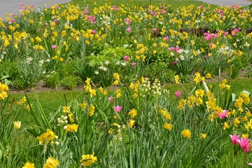 Frühblüher - Narzissen und Tulpen blühen im Park
