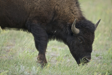 Fototapeta premium American Bison (Bison bison) Grand Teton NP, Wyoming
