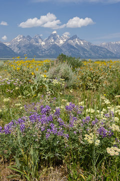 Grand Teton NP, WY, wild flowers  Grand Teton NP, Wyoming