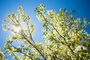 Apple Blossom