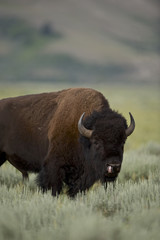 American Bison (Bison bison)  Grand Teton NP, Wyoming