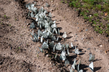 butterfly striped Albatross. On the road on a summer day.