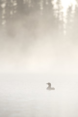 Great Northern Loon (Gavia immer), Common Loon in the fog at sunrise