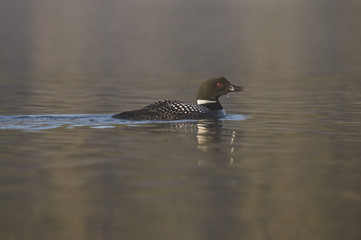 Great Northern Loon (Gavia immer), Common Loon in the fog at sunrise
