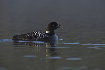 Great Northern Loon (Gavia immer), Common Loon