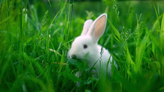 A small white rabbit eats a green leaf on a juicy grass background.