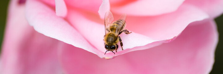 Biene sitzt auf einem Blütenblatt einer Rose