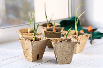 Plant cultivation on white wooden window sill