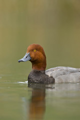 Redhead (Aythya americana), Male