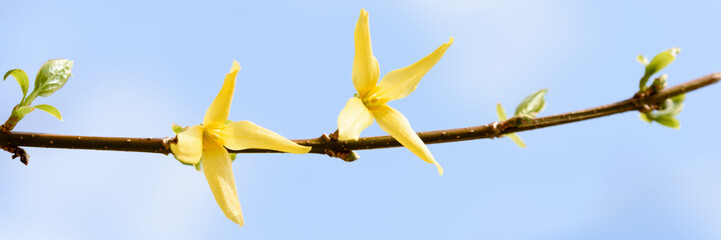 Forsythie - Banner