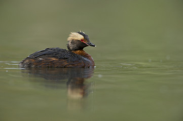 Horned grebe (Podiceps auritus), male