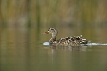 mallard or wild duck (Anas platyrhynchos), female