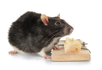 Cute rat and mousetrap with cheese on white background