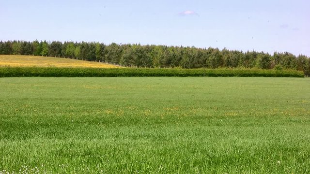 Open meadow of farmland grass in England on a breezy but sunny day. The grass will eventually be cut for silage or hay.