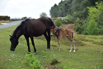 Fototapeta na wymiar Pony New Forest National Park Hampshire England UK