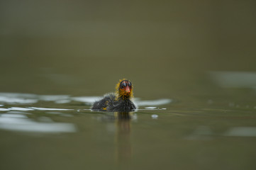 American Coot (Fulica americana) (a.k.a. mud hen)
