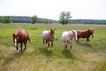 Naklejka na ściany i meble Family horses on a green meadow