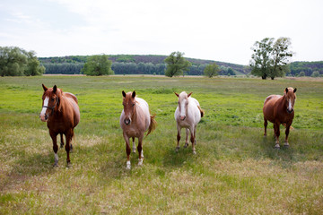 Fototapeta na wymiar Family horses on a green meadow