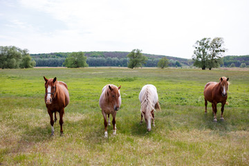 Naklejka na ściany i meble Family horses on a green meadow