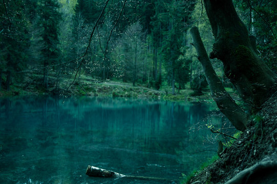 Magical pond in mysterious forest.