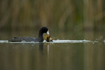 American Coot (Fulica americana) (a.k.a. mud hen)