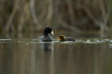 American Coot (Fulica americana) (a.k.a. mud hen)