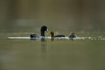 American Coot (Fulica americana) (a.k.a. mud hen)