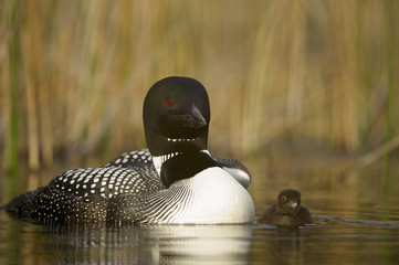Great Northern Loon (Gavia immer), Common Loon with just hatched chick