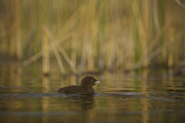 Great Northern Loon (Gavia immer), Common Loon with just hatched chick