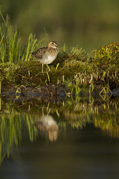 Wilson's snipe (Gallinago delicata)
