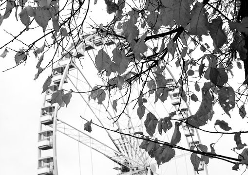 Fototapeta Autumn in Paris. Branches with faded leaves and ferris wheel silhouette at background. Selective focus on the leaves. Aged photo. Black and white.