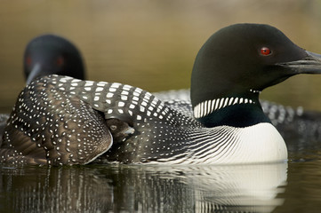 Great Northern Loon (Gavia immer), Common Loon with just hatched chick © Enrique