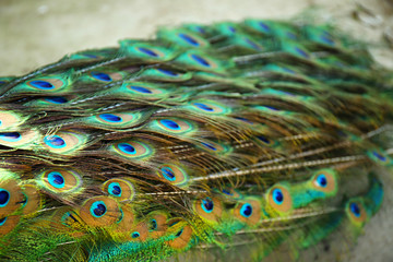 Fototapeta premium Beautiful colorful tail of peacock, closeup