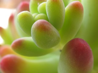 Green Sedum #3