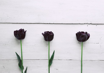 Three dark purple tulips on a white wooden board background.