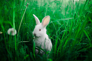 Small white rabbit eating a leaf sitting on a wooden board against a background of green grass.