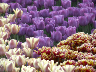 Flowers. Spring tulips.