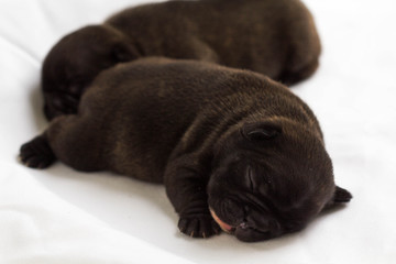 Black french bulldogs sleeping on white blanket